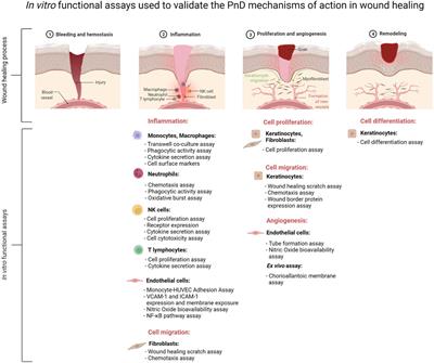 Perinatal derivatives: How to best characterize their multimodal functions in vitro. Part C: Inflammation, angiogenesis, and wound healing